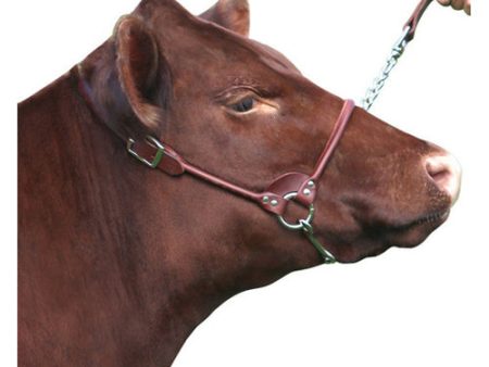 Rolled Nose Leather Show Cow Halter 2X-Small Brown 1 Count by Sullivan Supply, Inc. For Sale