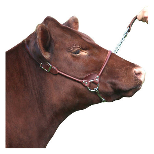 Rolled Nose Leather Show Cow Halter 2X-Small Brown 1 Count by Sullivan Supply, Inc. For Sale