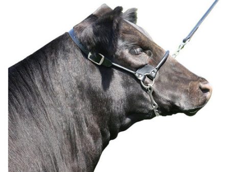 Rolled Nose Leather Show Cow Halter Small Black 1 Count by Sullivan Supply, Inc. Supply