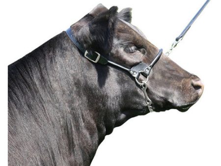 Rolled Nose Leather Show Cow Halter 2X-Small Black 1 Count by Sullivan Supply, Inc. Online Sale